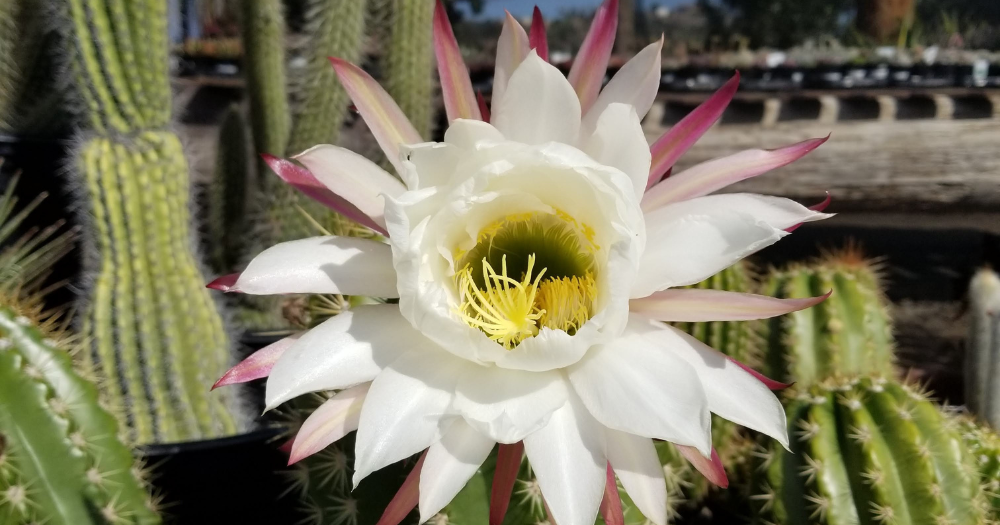 Cactus Leaning or Top-Heavy? How to Fix and Prevent It