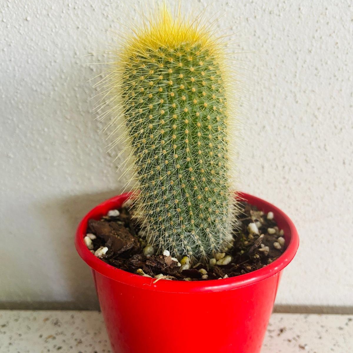 Parodia Poaching: The Illegal Trade of Ball Cacti