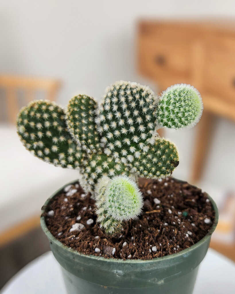 Opuntia Care: The Complete Guide for Prickly Pear Lovers