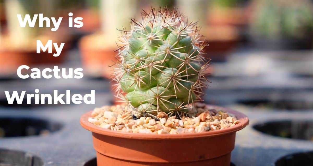 Why Is My Cactus Wrinkled? Dehydration vs. Overwatering