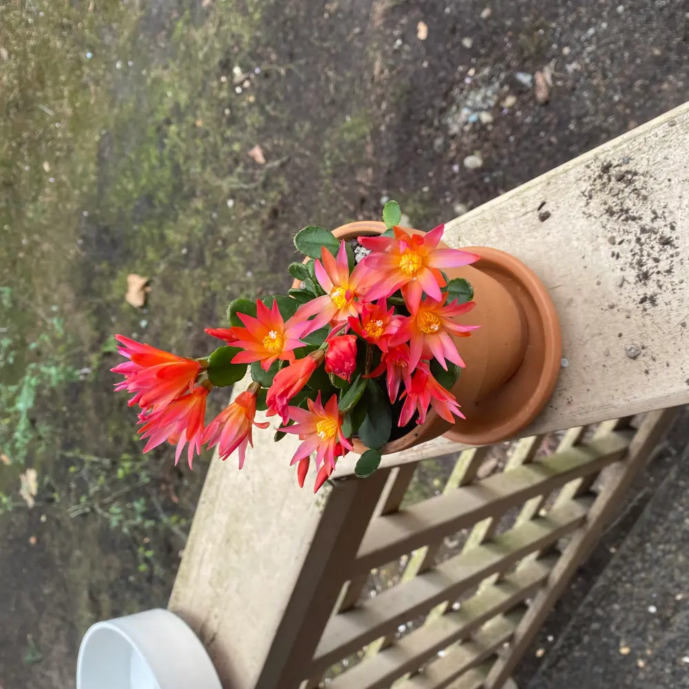 Hatiora Care: Growing the Easter and Drunkard’s Dream Cacti