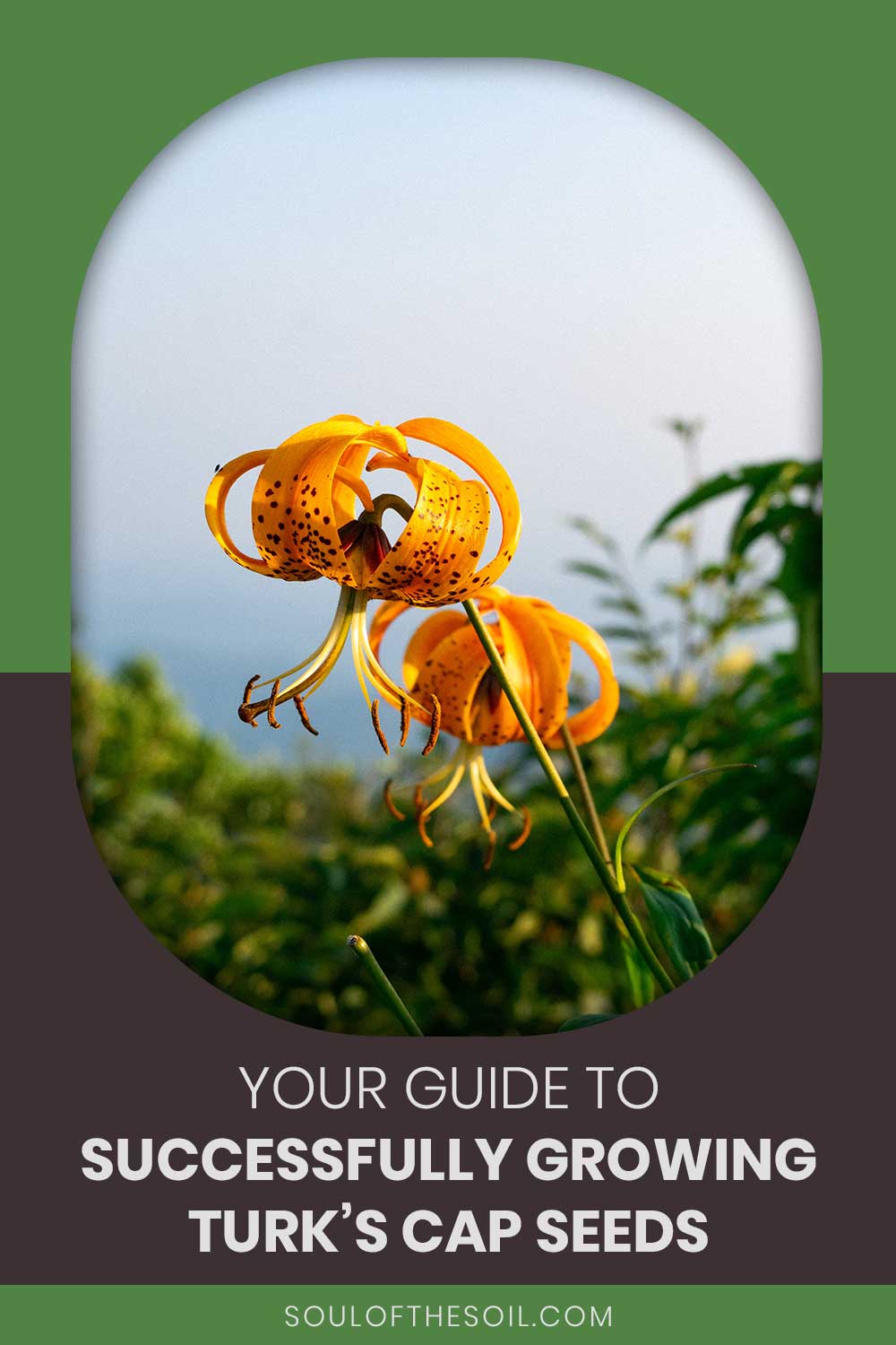 Melocactus Care: Growing the Turk’s Cap and Other Varieties
