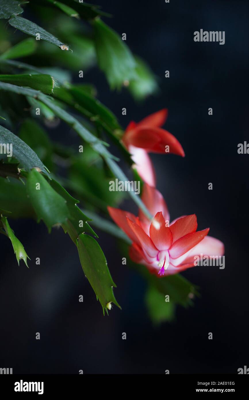 How to Encourage Flowering in Schlumbergera