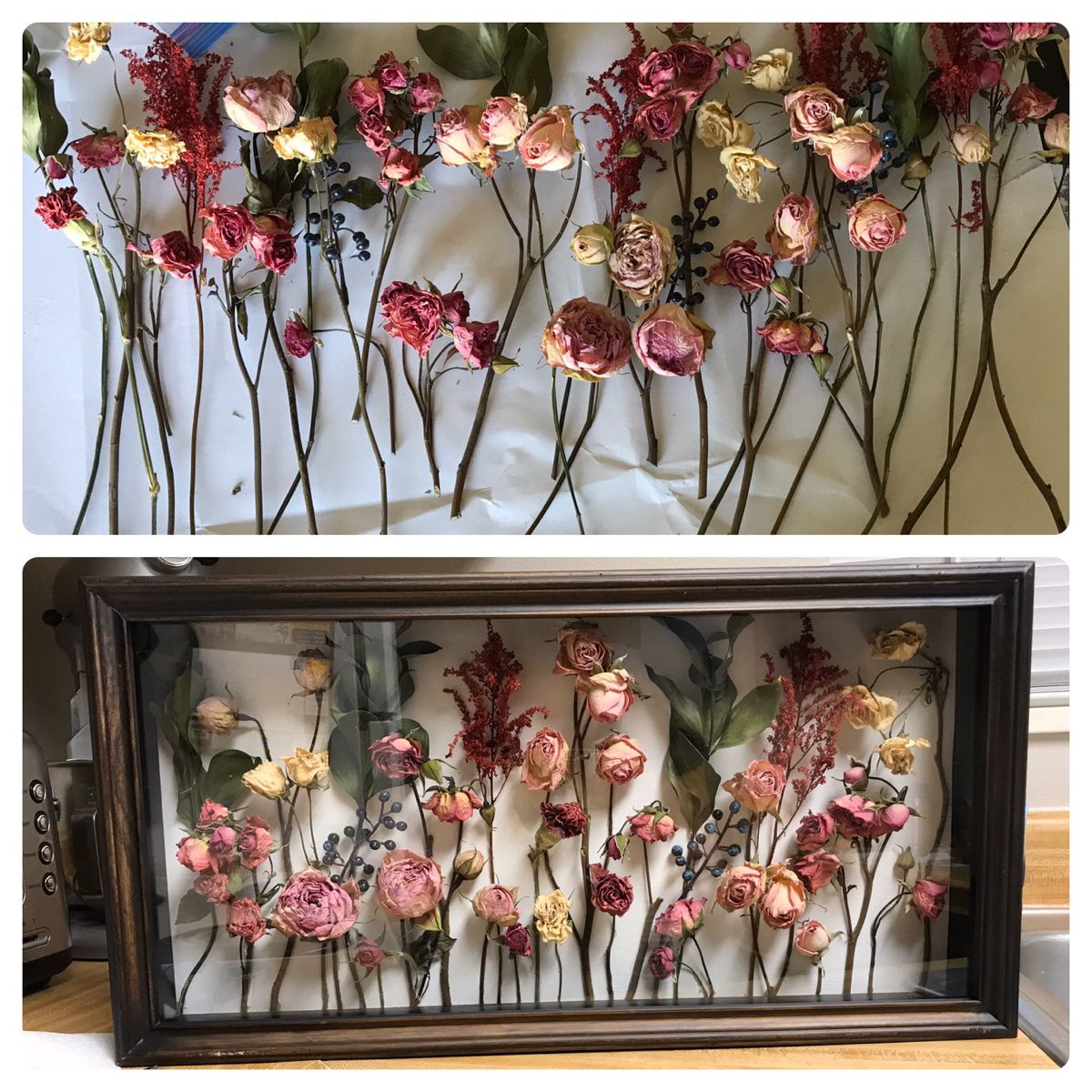 Cactus in Shadow Boxes: Preserving and Displaying Dried Specimens
