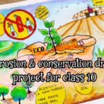 How to Support Cactus Conservation: 10 Ways You Can Help