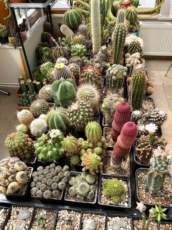 Mammillaria Species: A Guide to the Most Popular Types