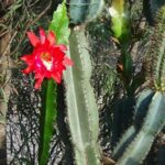 Echinocactus Grafting: How to Combine with Other Cacti