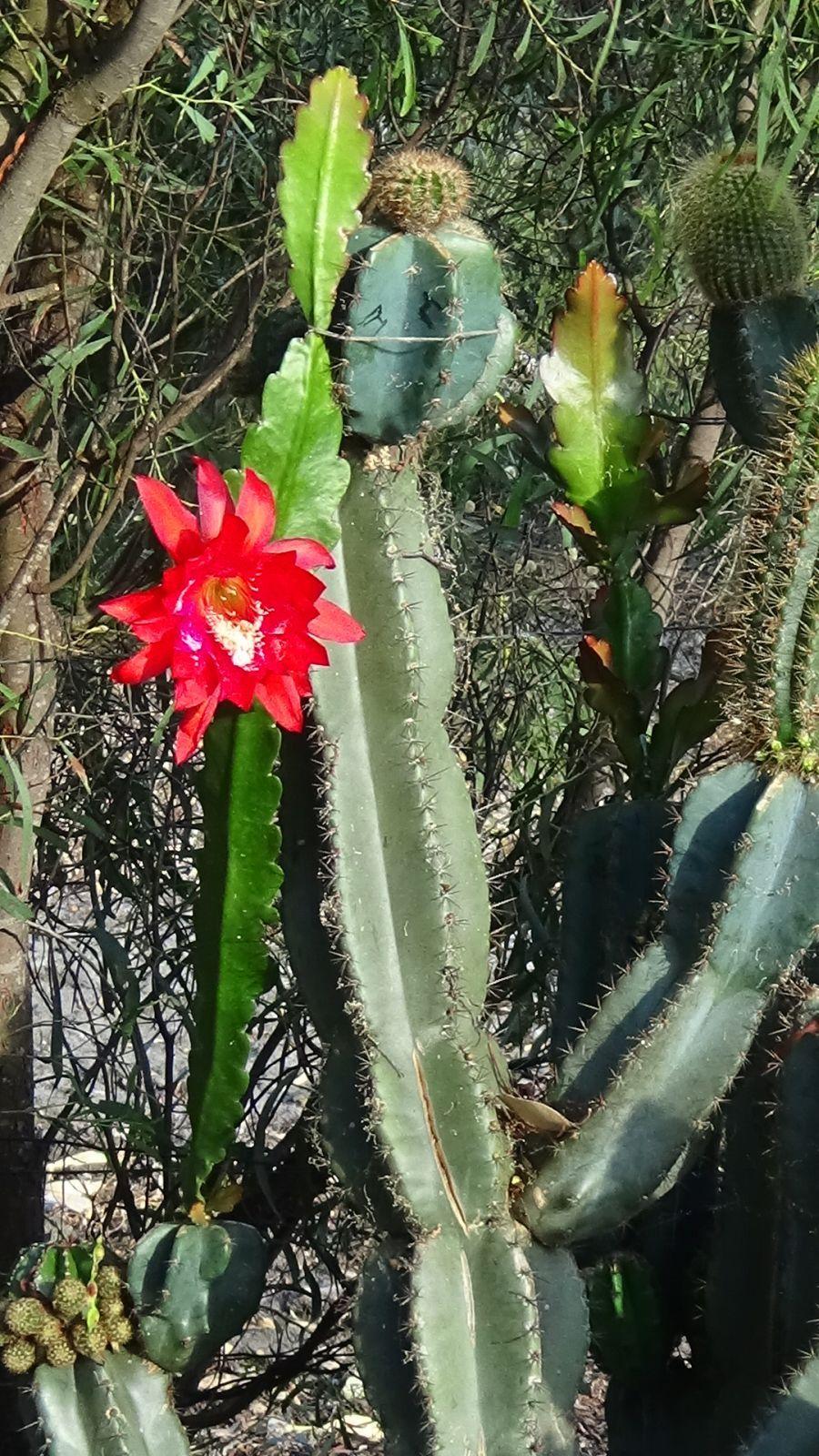 Echinocactus Grafting: How to Combine with Other Cacti