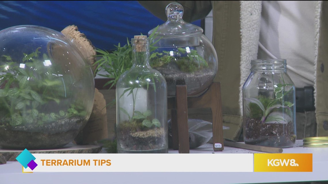 Ferocactus in Terrariums: Tips for Large Specimens