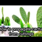 Can You Propagate Opuntia from Cuttings? The Truth Revealed