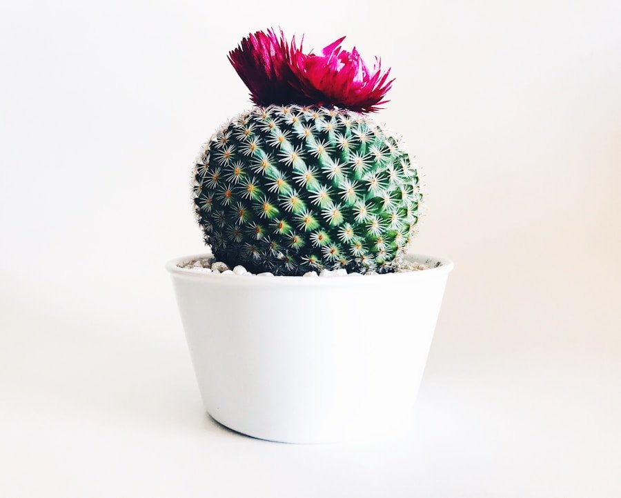 Why Cacti Are the Perfect Low-Maintenance Plants