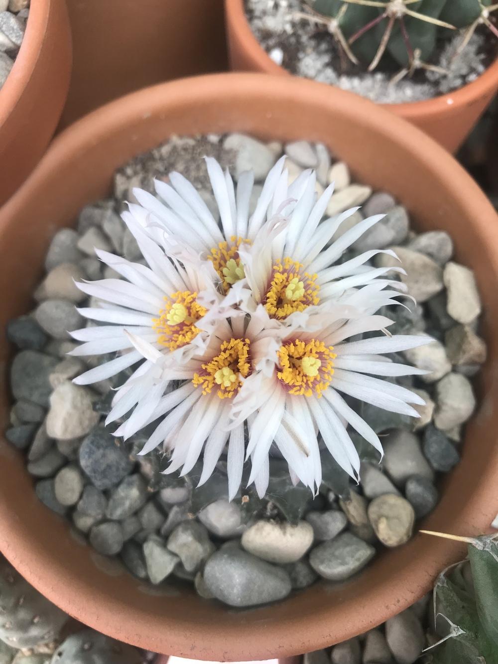 Obregonia: The “Artichoke Cactus” and Its Fight for Survival