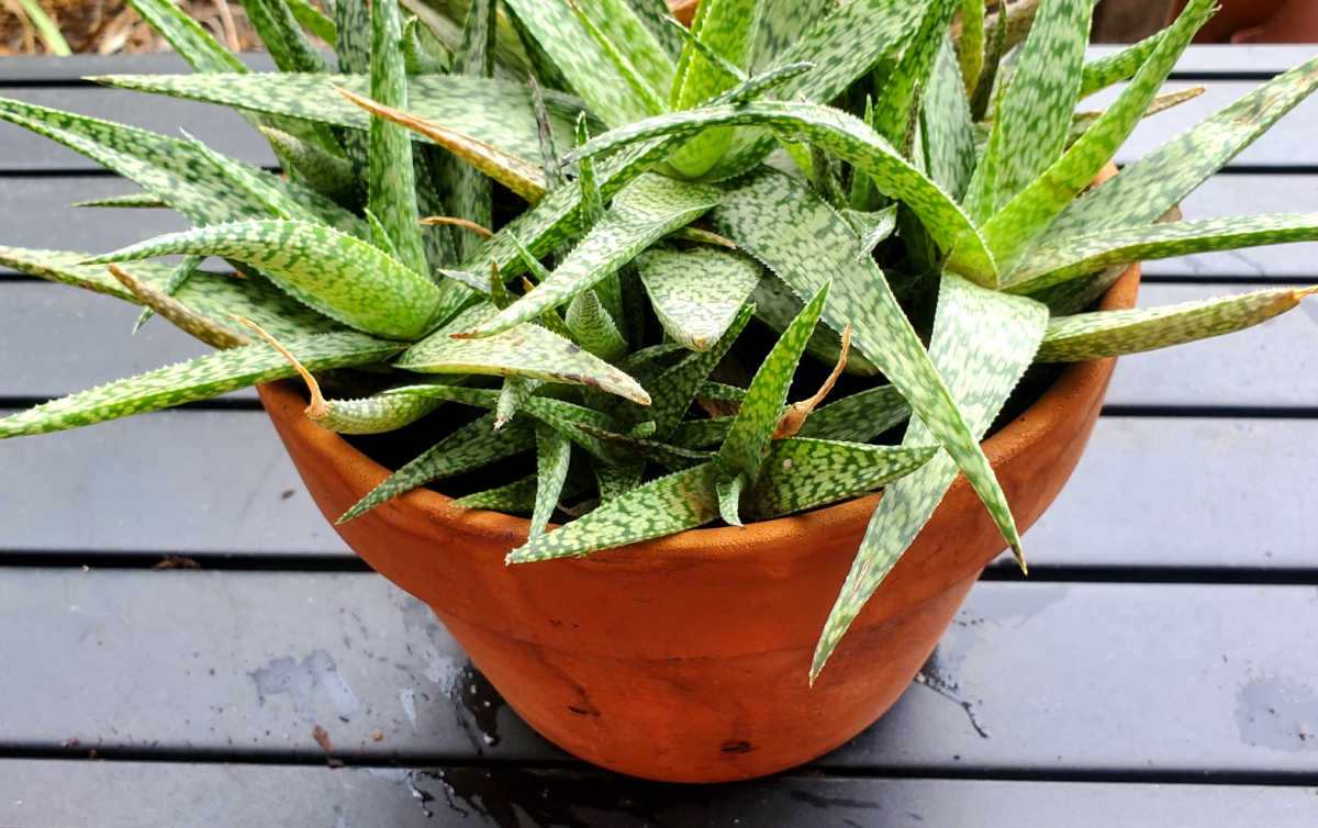 How to Propagate Parodia from Offsets: A Beginner’s Guide