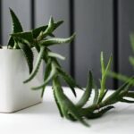 Cactus Etiolation: How to Prevent and Fix Stretching