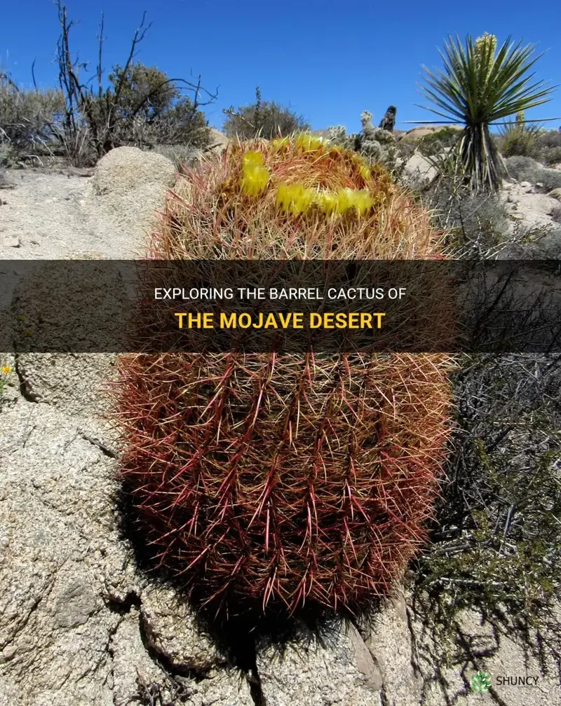 Cactus in Nevada: Exploring the Mojave Desert