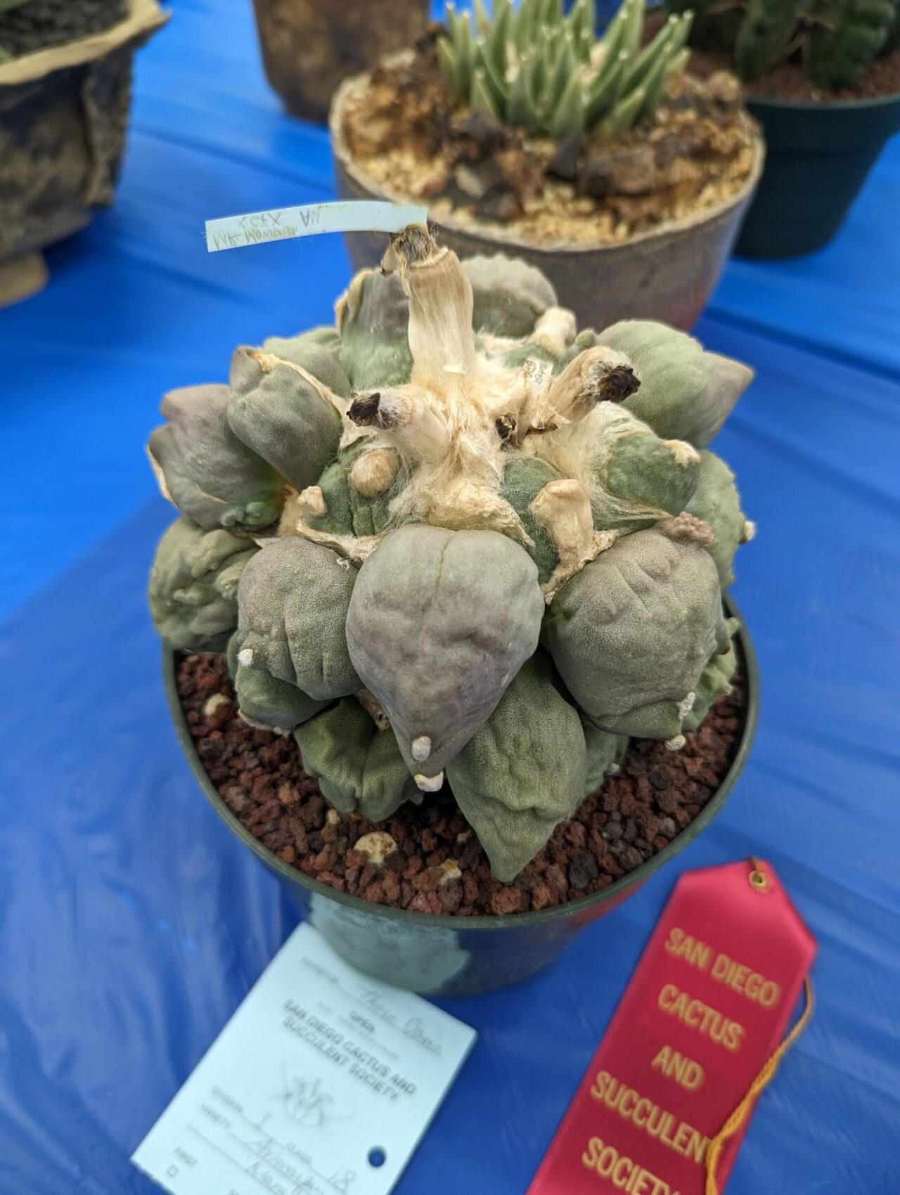How to Grow Ariocarpus Indoors: Tips for Success