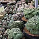 The Best Nurseries for Ethically Sourced Ariocarpus