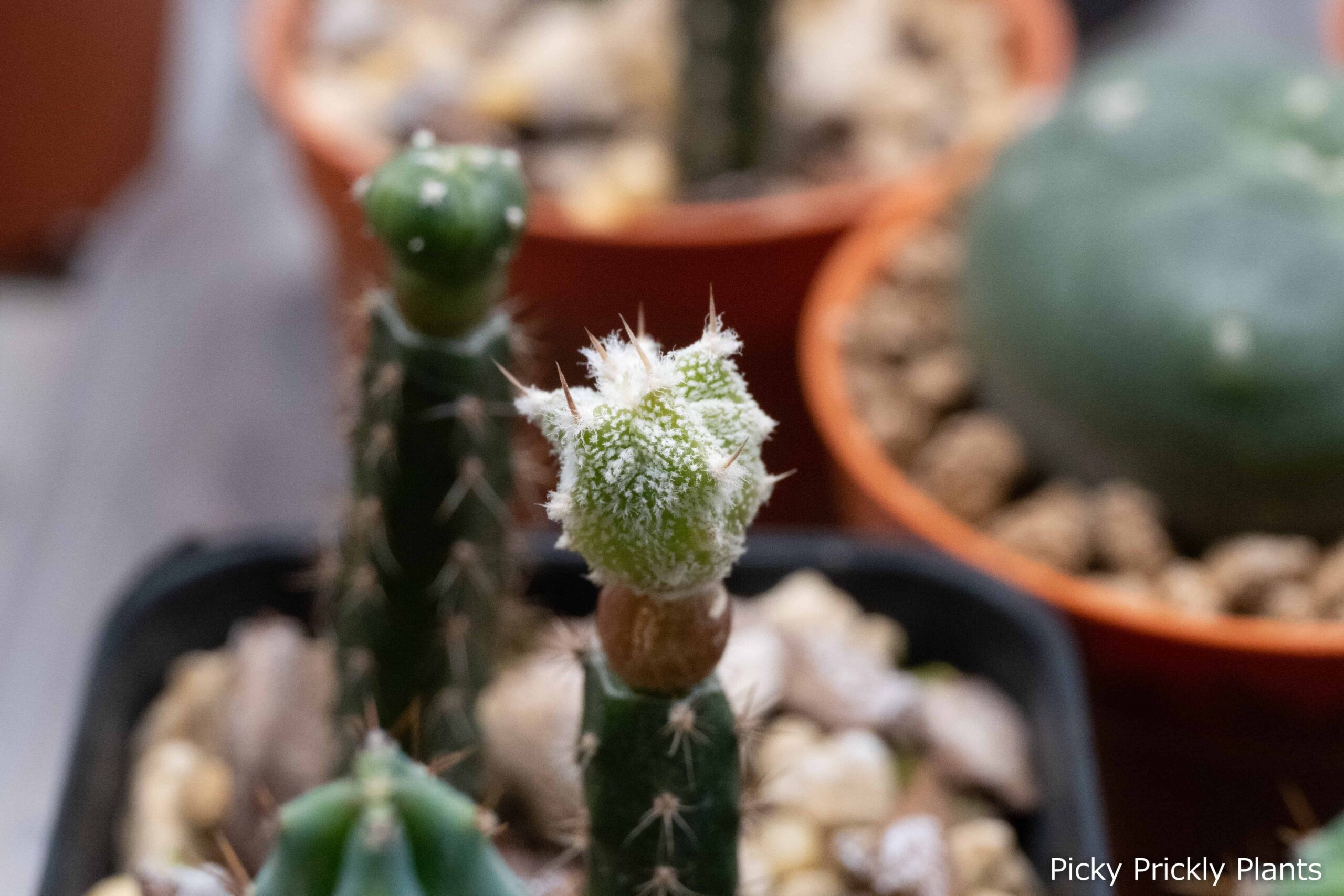 Astrophytum Grafting: How to Combine with Other Cacti