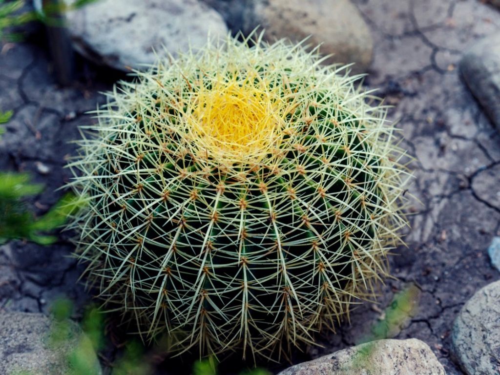 Echinocactus Care: Barrel Cactus Tips for Healthy Growth