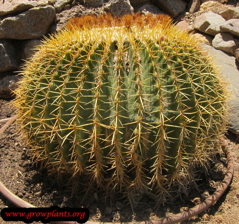 Echinocactus Care: Growing the Barrel and Blue Barrel Cacti