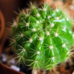 Cactus as a Drought-Resistant Crop: Benefits for Farmers