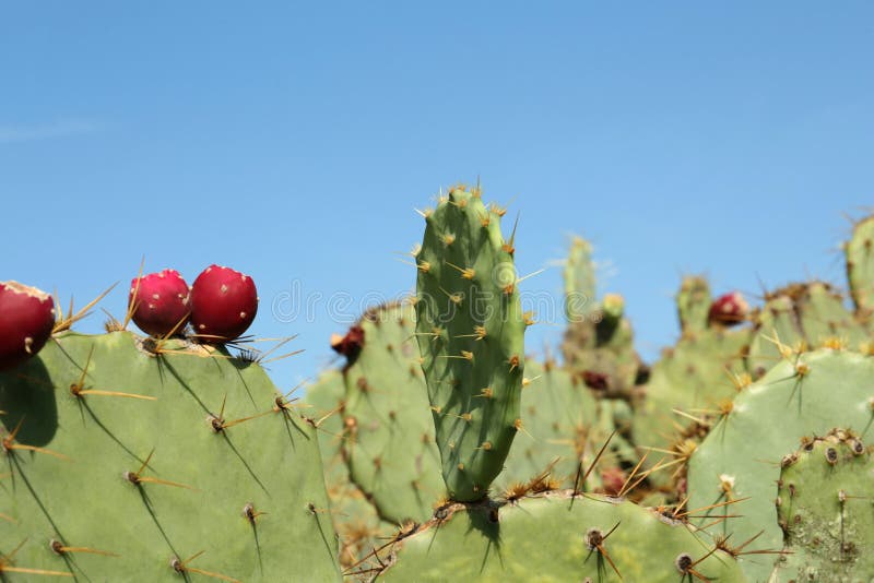 Discocactus Care: Growing the Rare and Beautiful Disc Cacti