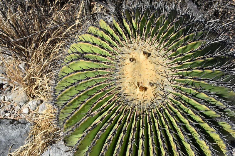 Desert Ecosystems at Risk: How Cactus Extinction Affects Biodiversity