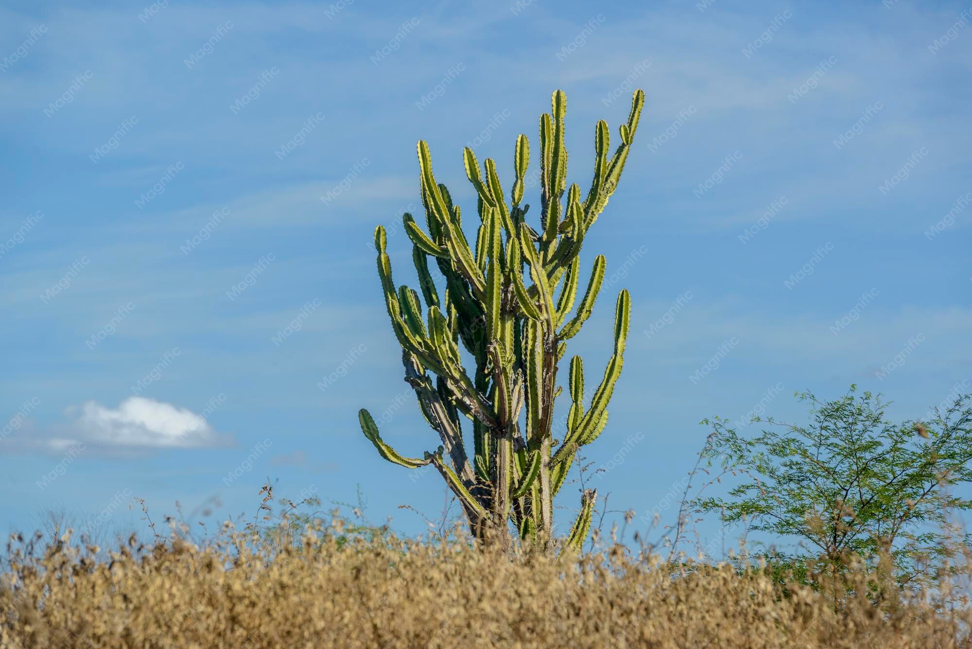 Cactus in Brazilian Culture: From Caatinga to Urban Gardens