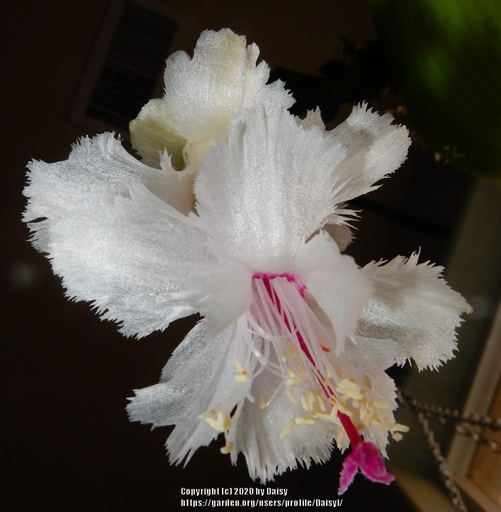 Why Is My Schlumbergera Not Flowering? Common Causes and Fixes
