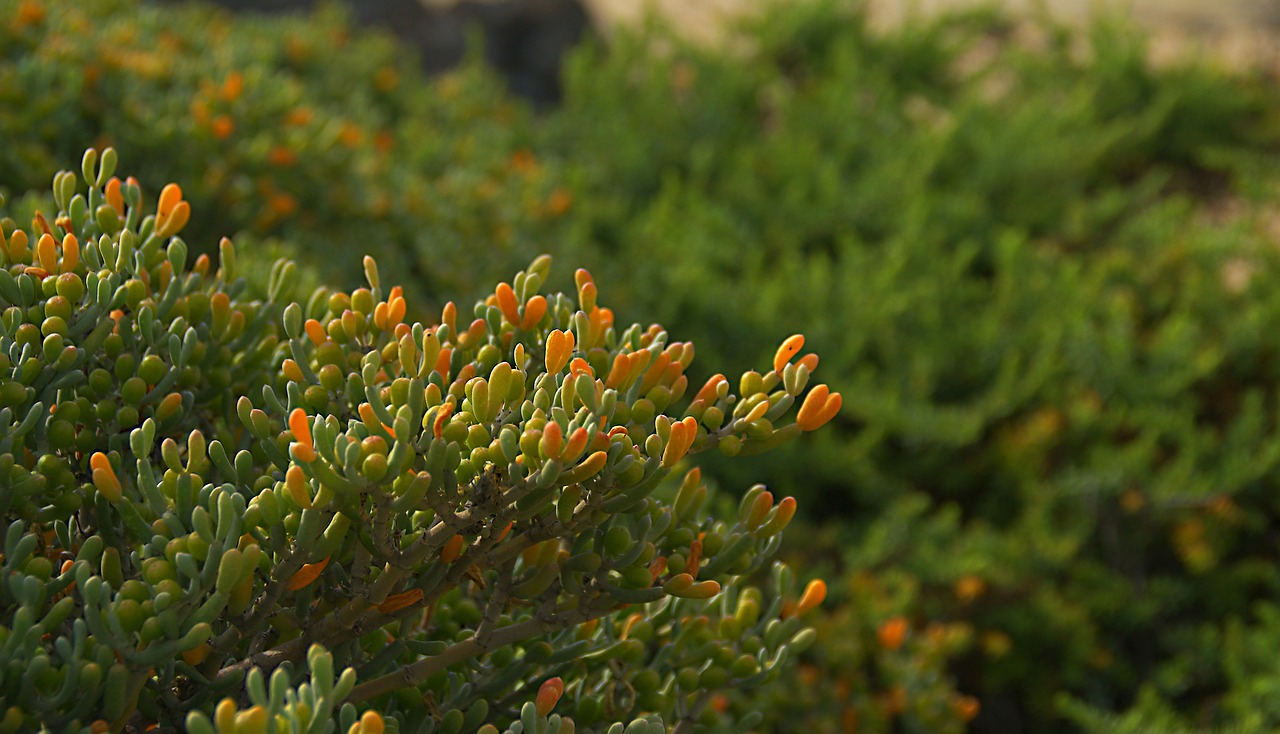 The Role of Cacti in Ecosystems and Biodiversity