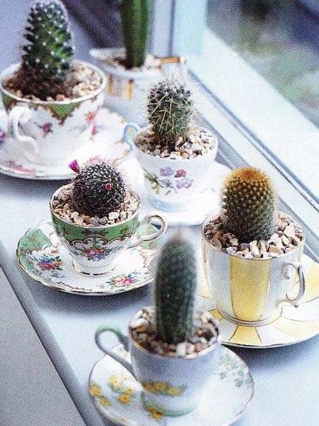How to Style Cacti in Modern Home Decor