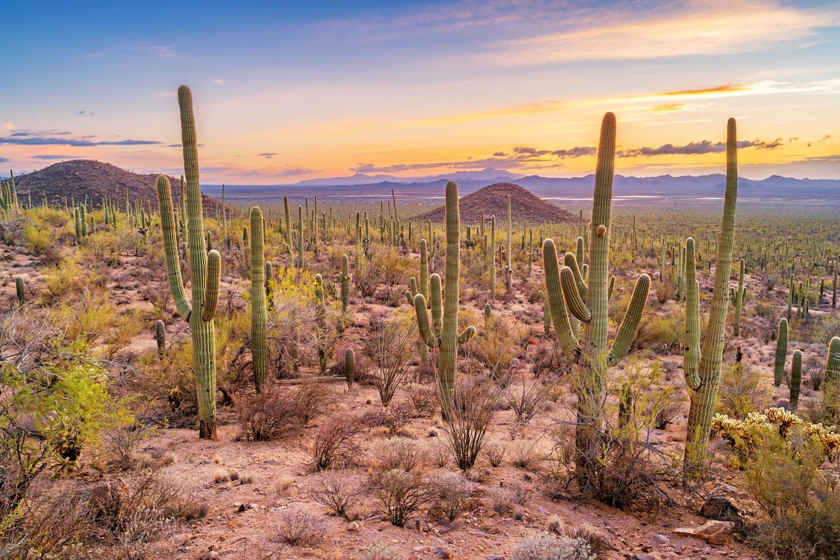 How Climate Change Is Threatening Rare Cactus Species