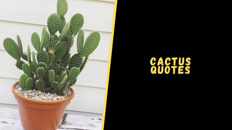The Best Cactus Quotes for Journaling and Reflection
