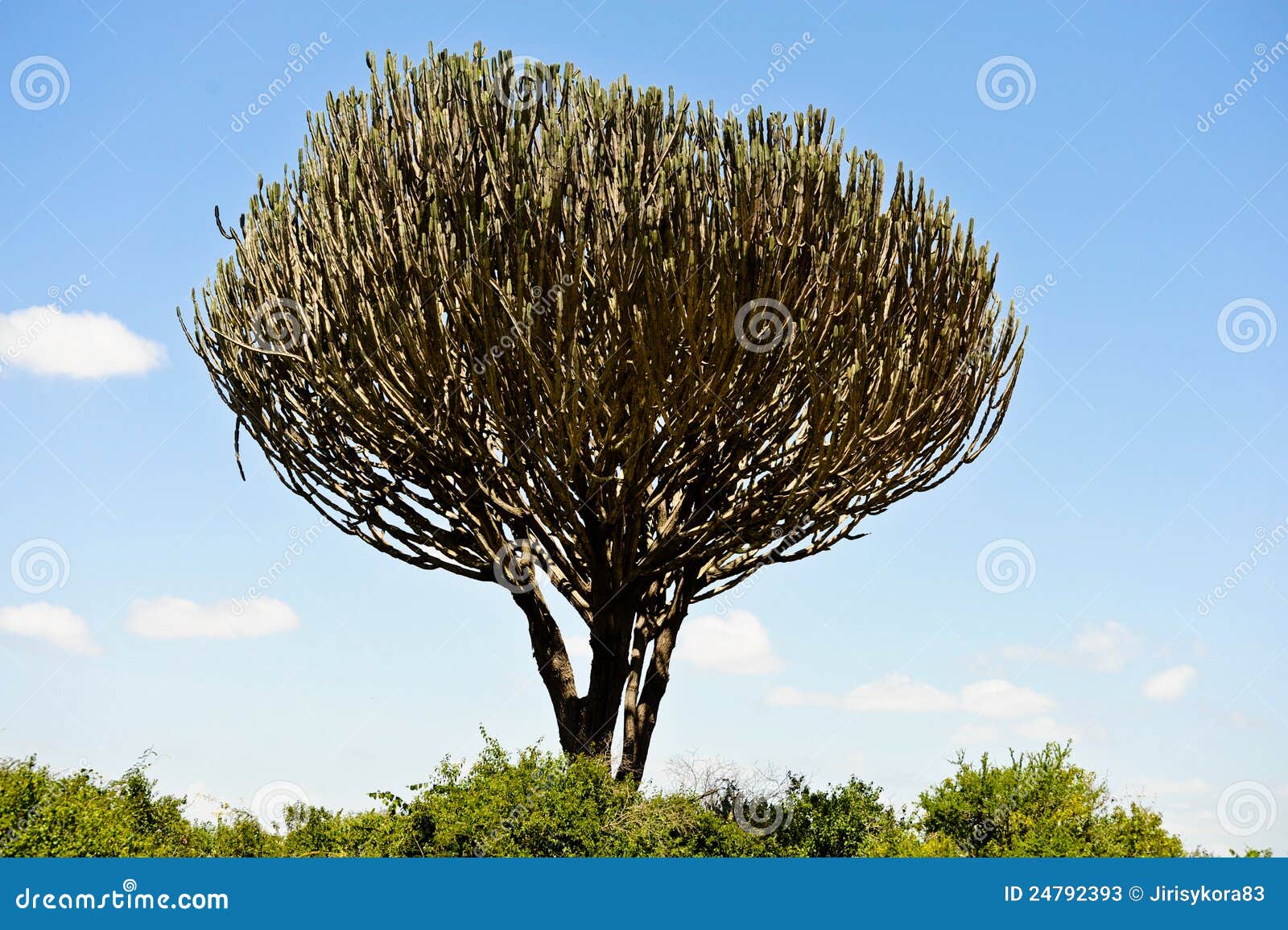 Cactus in African Traditions: Protection and Spirituality