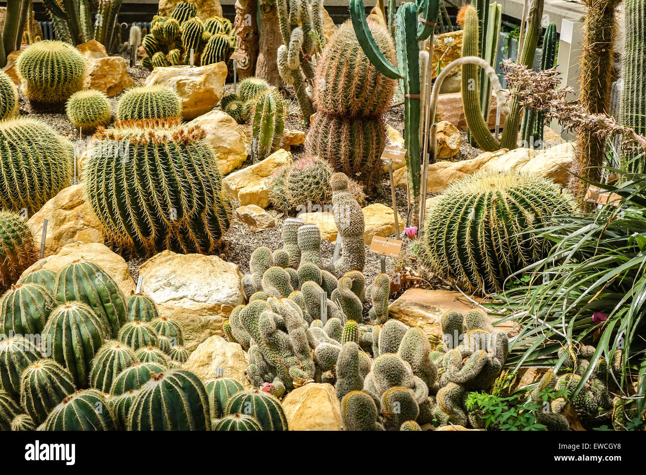 The Best Botanical Gardens for Cactus Lovers