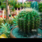 The Genetics of Cactus Flowers: Why Some Genera Bloom More Than Others