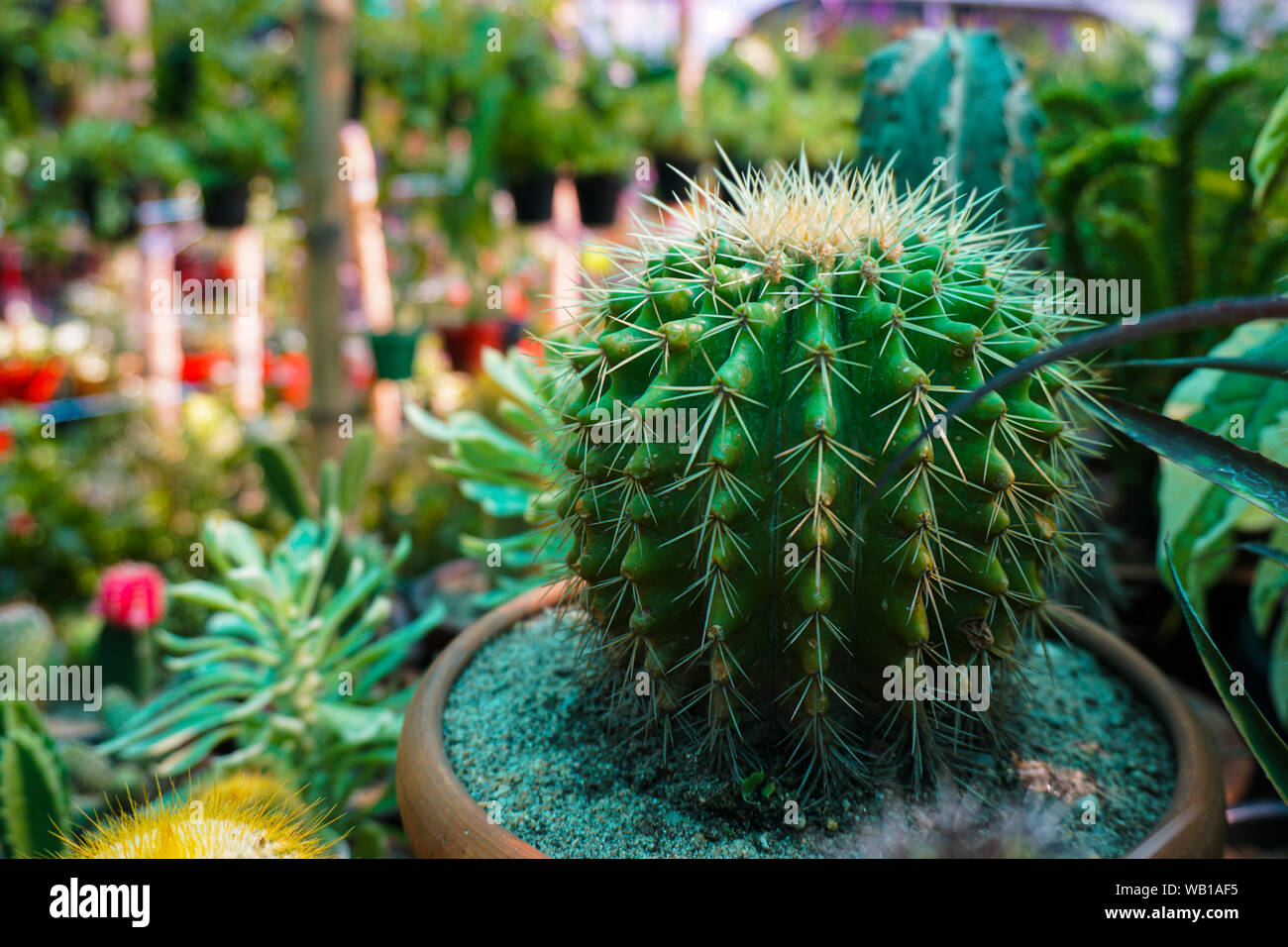 The Genetics of Cactus Flowers: Why Some Genera Bloom More Than Others