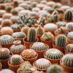 The Most Profitable Cactus Varieties for Farmers and Sellers