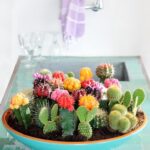 Cactus in Home Decor: Creative and Stylish Ideas