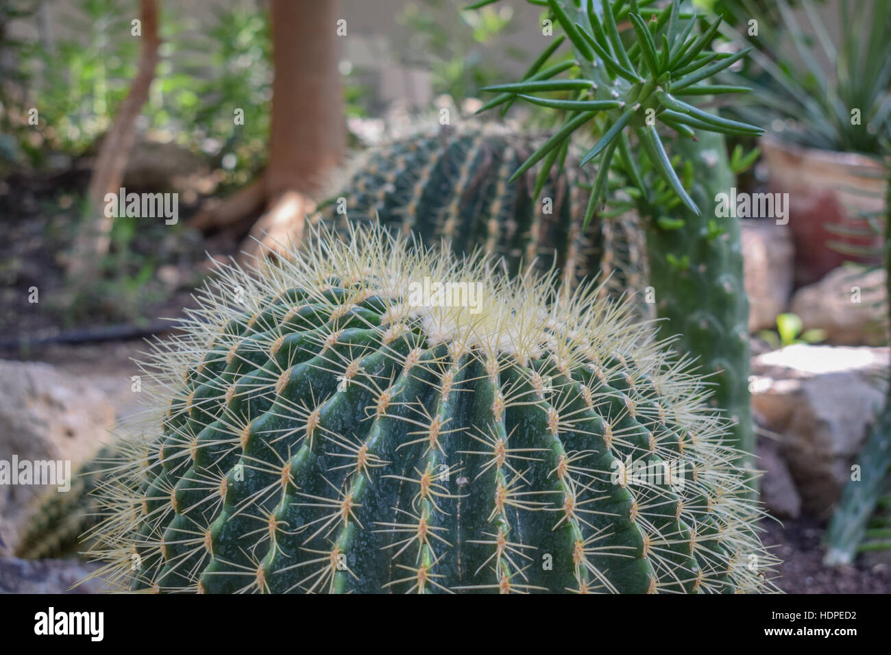 The Role of Botanical Gardens in Cactus Conservation