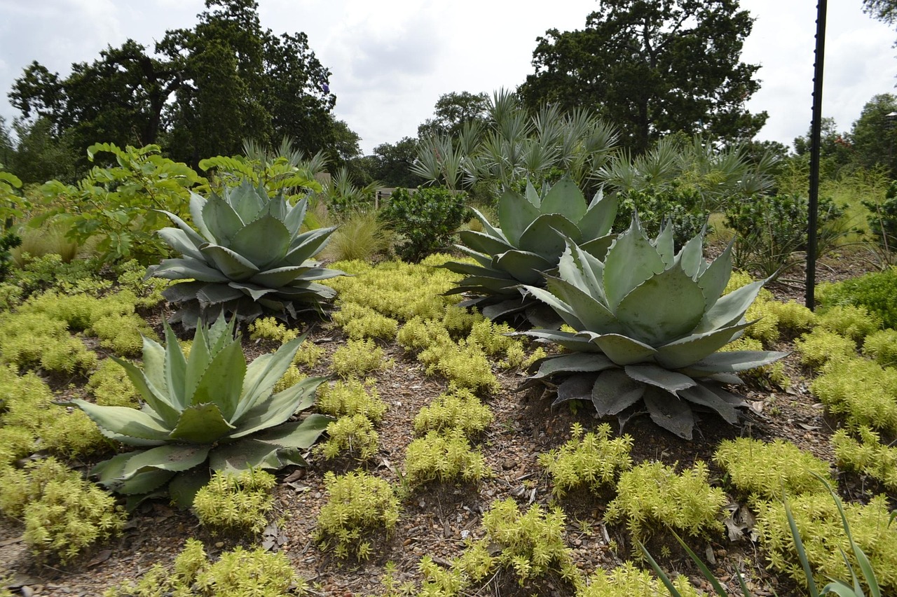 Top 10 Botanical Gardens for Cactus Lovers in 2026