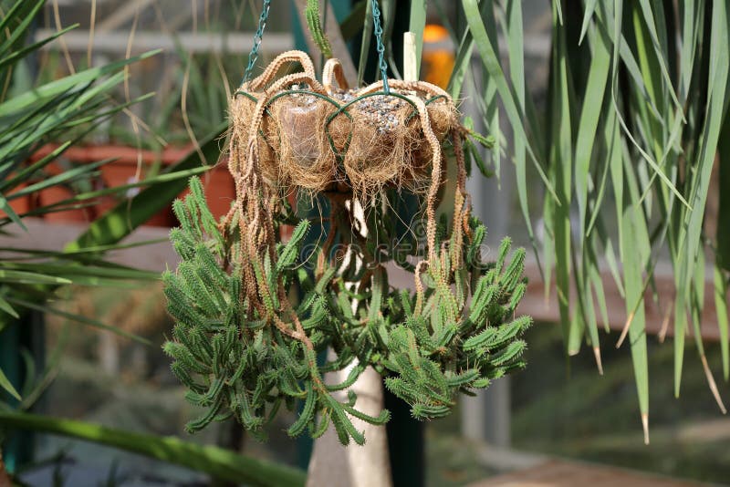 The Most Rare and Exotic Cactus Species