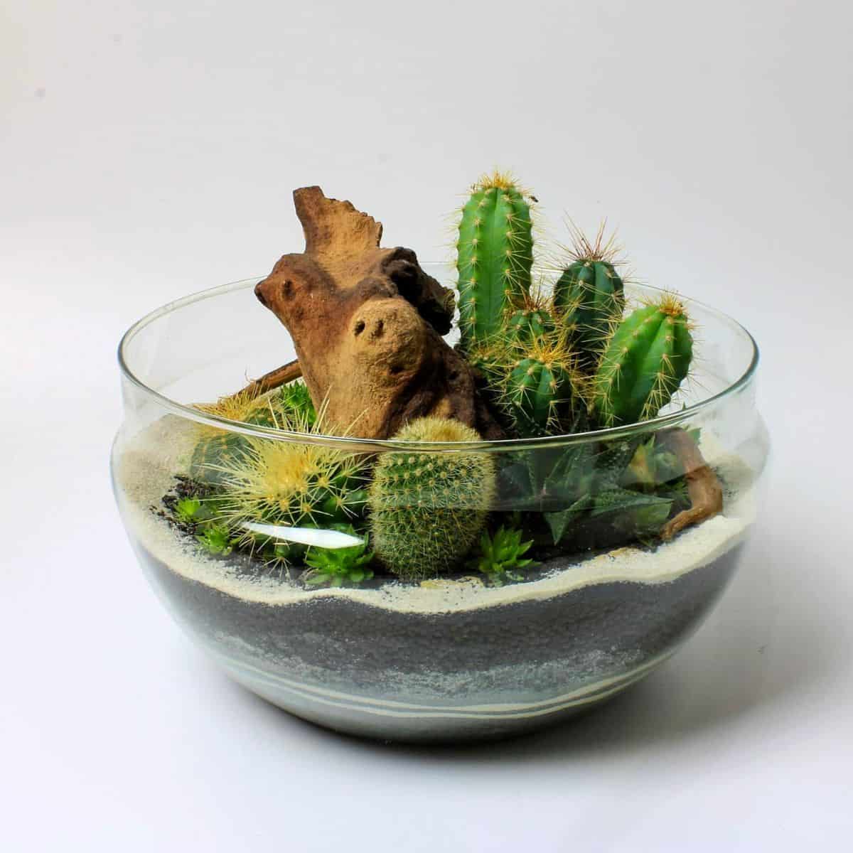 Cactus Terrariums: How to Create a Mini Desert Ecosystem