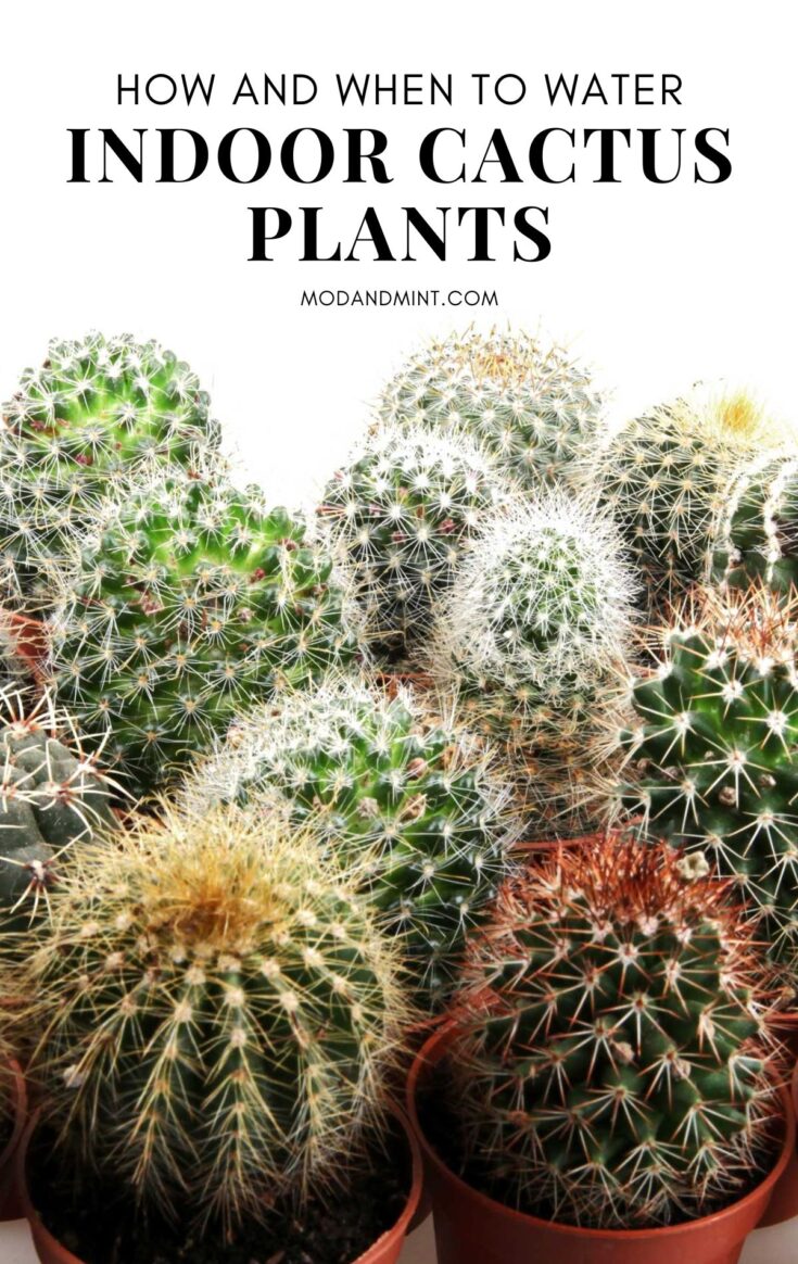 How Often Should You Water a Cactus? A Complete Guide