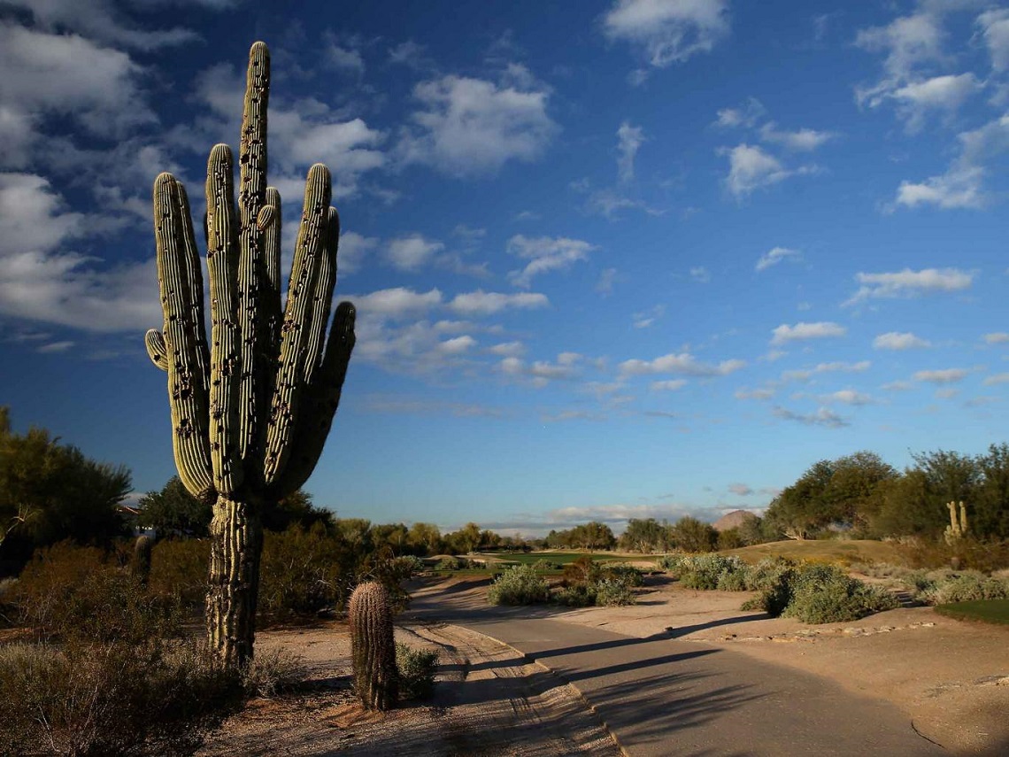 Why Are Cacti Endangered? The Shocking Truth About Habitat Loss