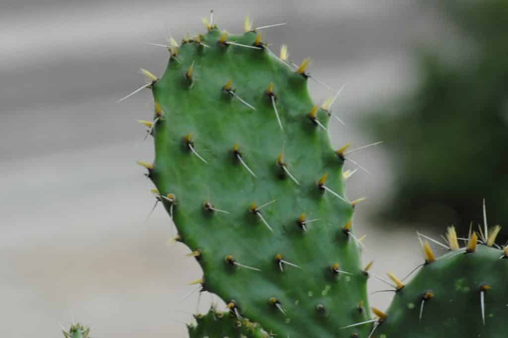 Sclerocactus: The Ghost Cactus – Symbolism and Conservation