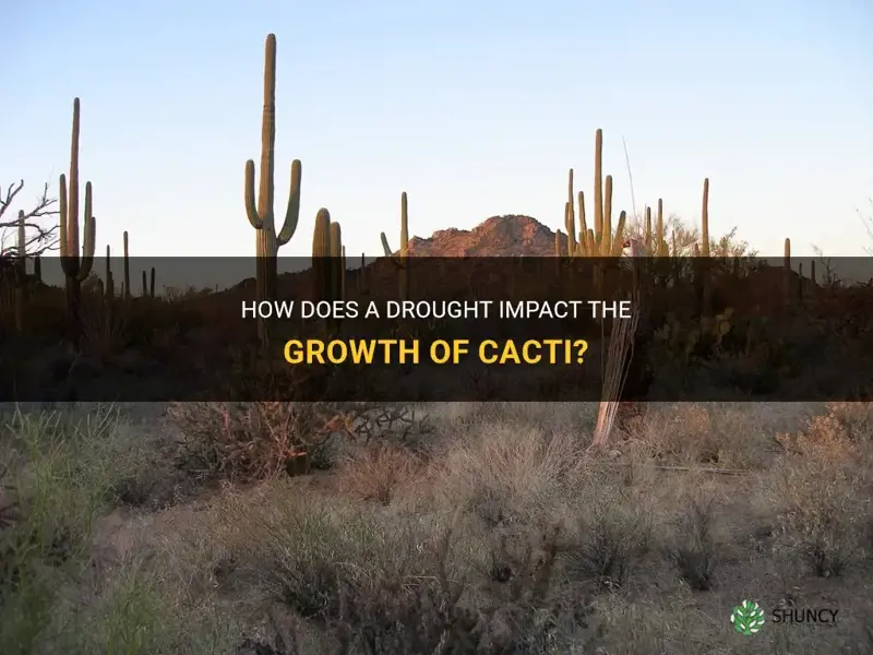 The Impact of Soil Types on Cactus Growth: A Scientific Analysis