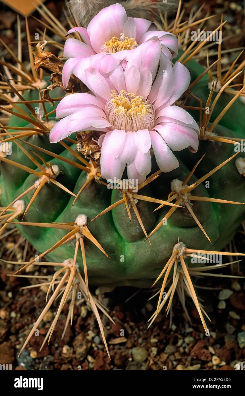 Gymnocalycium Poaching: The Illegal Trade of Chin Cacti