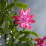 Schlumbergera Care: The Ultimate Guide for Christmas Cactus Lovers
