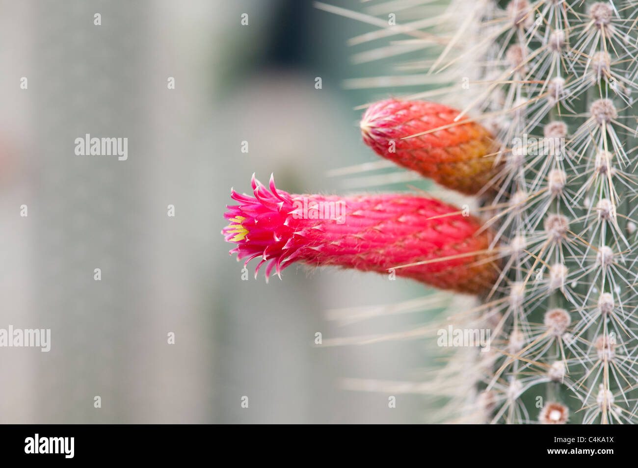 How to Encourage Flowering in Cleistocactus